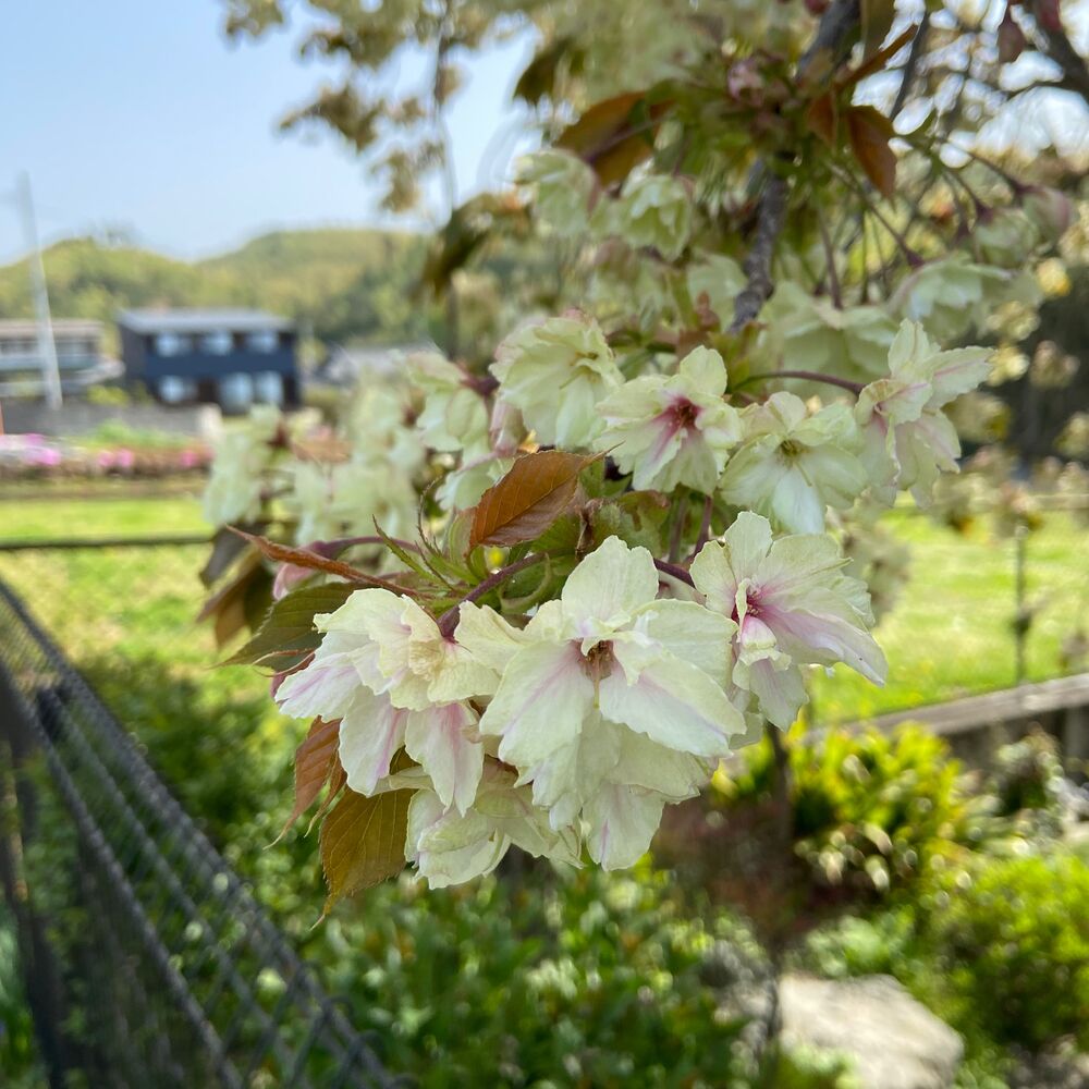 画像2277
